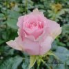 Country Peonia Rose for sale丨Flower Gardens