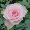 Country Peonia Rose丨Flower Gardens