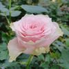 Country Peonia Rose plant丨Flower Gardens