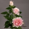 Country Peonia Rose丨Flower Gardens
