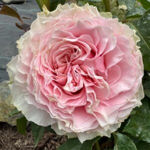 Country Peonia Rose丨Flower Gardens