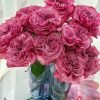 Country Spirit Blue Rose for sale丨Flower Gardens