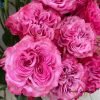Country Spirit Blue Rose丨Flower Gardens