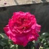 Country Spirit Blue Rose丨Flower Gardens