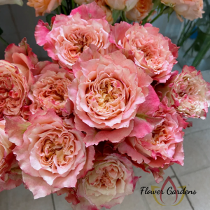 Country Spirit Louise Rose plant丨Flower Gardens