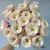 Darlington Rose 丨Flower Gardens