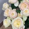 Darlington Rose 丨Flower Gardens