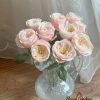 Darlington Rose for sale丨Flower Gardens