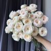 Darlington Rose plant 丨Flower Gardens