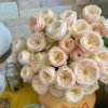 Darlington Rose 丨Flower Gardens