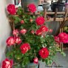 Dominique Massad Rose plant丨Flower Gardens