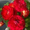 Dominique Massad Rose丨Flower Gardens