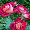Dominique Massad Rose plant丨Flower Gardens