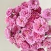 Fée Clochette Rose丨Flower Gardens