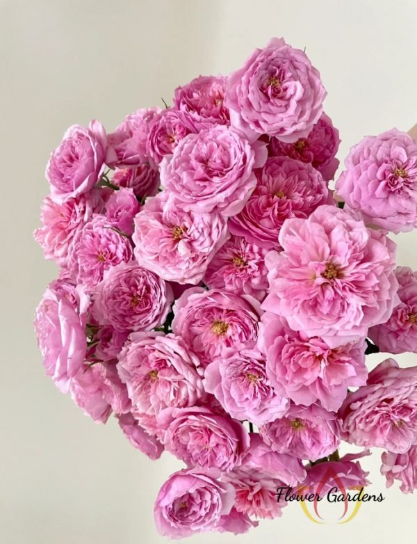Fée Clochette Rose丨Flower Gardens