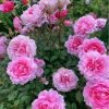Fée Clochette Rose plant丨Flower Gardens