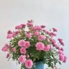 Fée Clochette Roses丨Flower Gardens