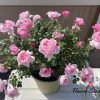 Fée Clochette Rose for sale丨Flower Gardens