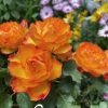 Forever Estoril Rose丨Flower Gardens