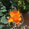 Forever Estoril Rose plant丨Flower Gardens