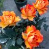 Forever Estoril Rose for 丨Flower Gardens