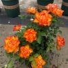 Forever Estoril Rose丨Flower Gardens