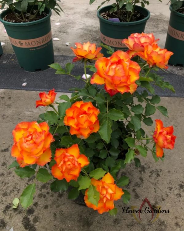 Forever Estoril Rose丨Flower Gardens