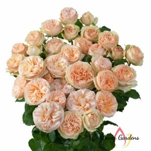 Gentle Trendsetter Rose丨Flower Gardens