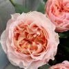 Georgia Peach Rose丨Flower Gardens