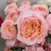 Georgia Peach Rose plant丨Flower Gardens