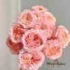 Georgia Peach Rose丨Flower Gardens