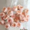 Georgia Peach Rose for sale丨Flower Gardens