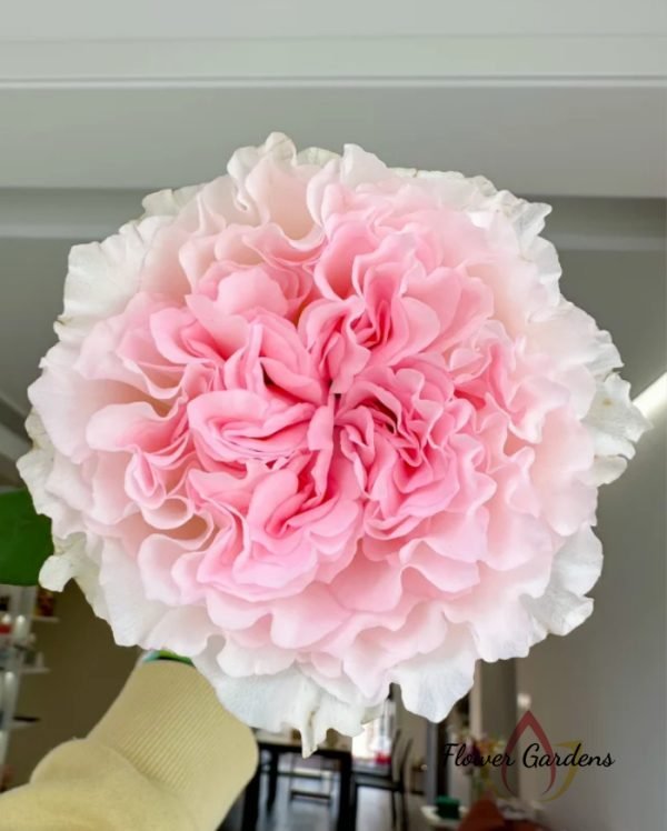 Goddess of the Luo River Rose丨Flower Gardens