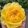 Golden Vuvuzela Rose丨Flower Gardens