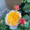 Golden Vuvuzela Rose for sale丨Flower Gardens