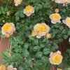 Golden Vuvuzela Rose plant丨Flower Gardens