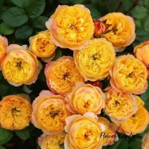 Golden Vuvuzela Rose丨Flower Gardens