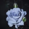 Grawn Blue Roses丨Flower Gardens