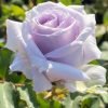 Grawn Blue Rose Plant丨Flower Gardens