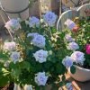 Grawn Blue Rose for sale丨Flower Gardens