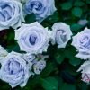 Grawn Blue Rose丨Flower Gardens