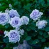 Grawn Blue Rose丨Flower Gardens