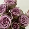 Grey Knights Rose plant丨Flower Gardens