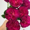 Hiraku Rose plant丨Flower Gardens