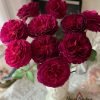Hiraku Rose丨Flower Gardens