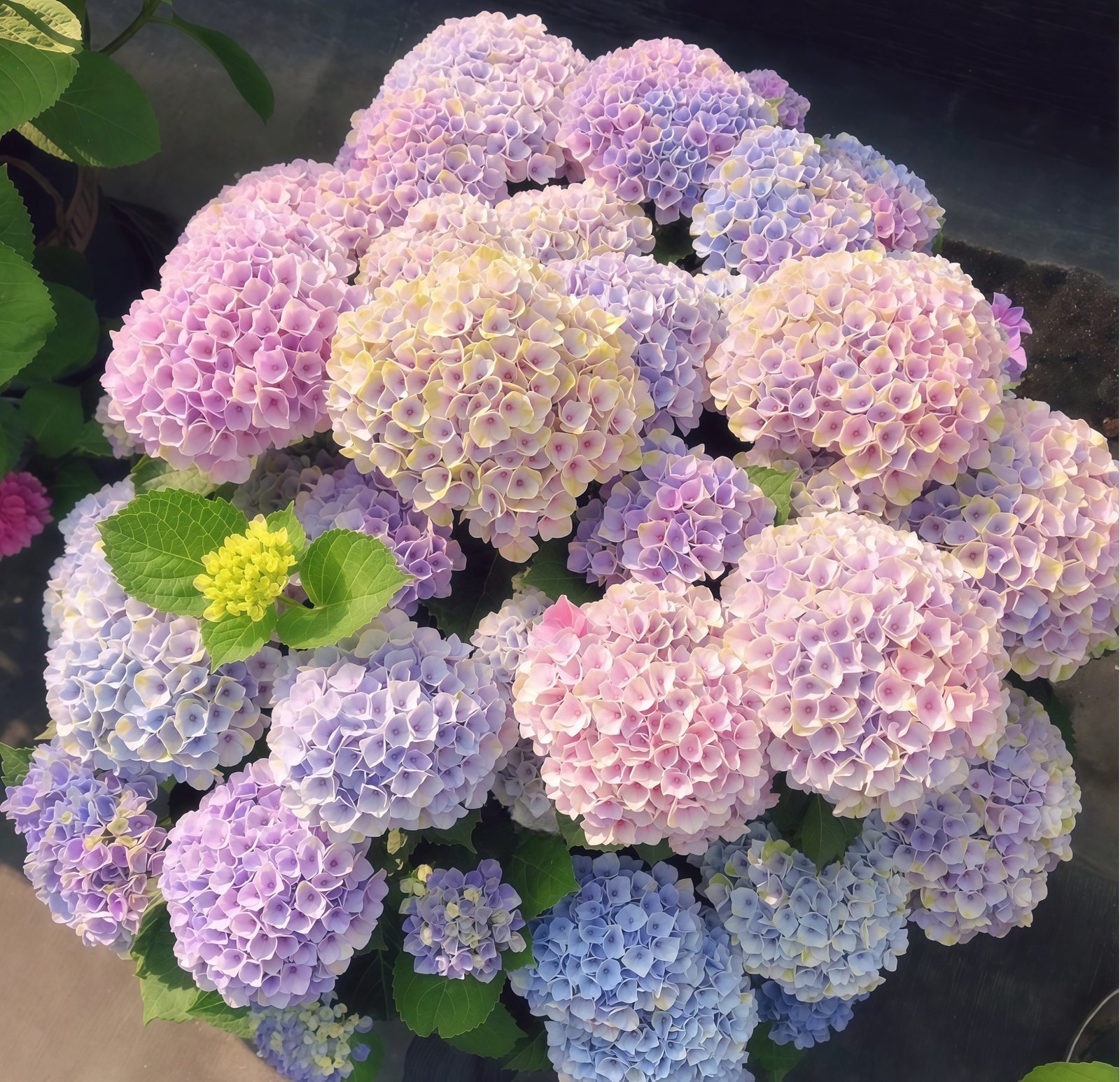 Hydrangea