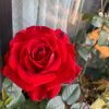 Ingrid Bergman Rose plant丨Flower Gardens