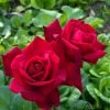 Ingrid Bergman Rose丨Flower Gardens