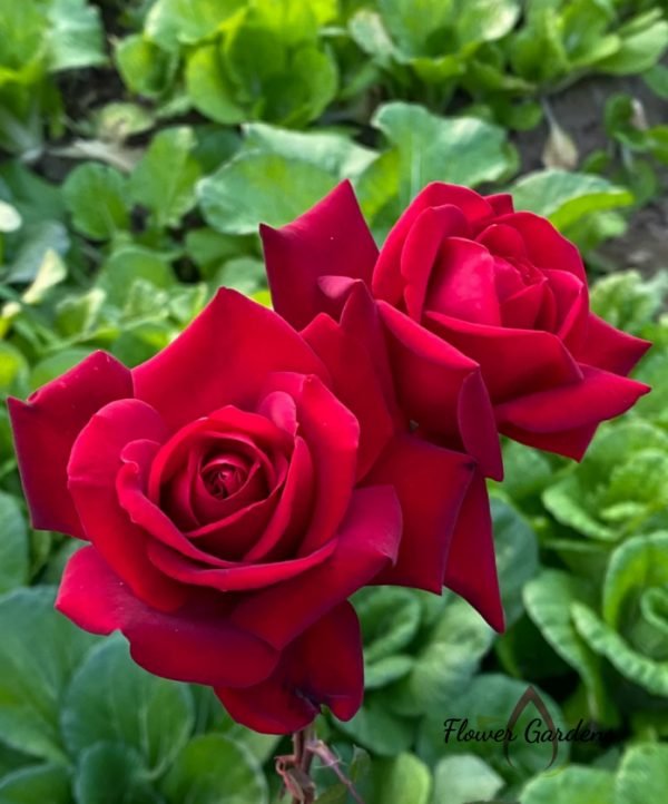 Ingrid Bergman Rose丨Flower Gardens
