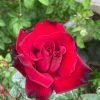 Ingrid Bergman Rose for sale丨Flower Gardens
